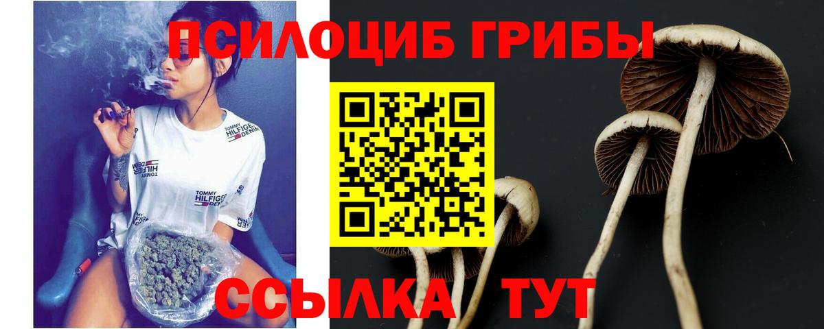 Галлюциногенные грибы Magic Shrooms  Вход с VPN  Галлюциногенные грибы Psilocybine cubensis  где продают наркотики  Железногорск 